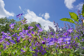 Obraz premium Geranium eriostemon under the blue sky