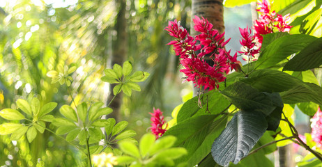 red flowers in the garden