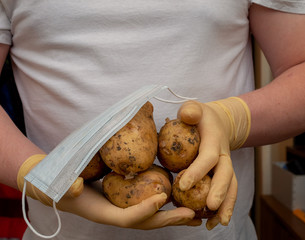 Potatoes and a medical face mask lie on their hands in rubber gloves. Vegetables, harvest 2020, pandemic, coronavirus.