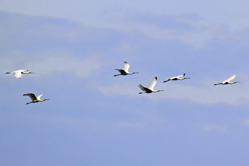 The Eurasian Spoonbill or Common Spoonbill (Platalea leucorodia) is a wading bird of the ibis and spoonbill family Threskiornithidae.