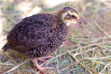 young japanese quail