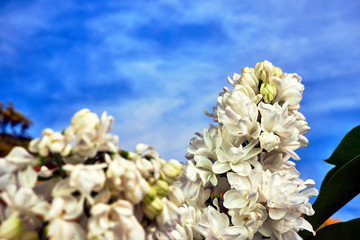 Small, blooming white lilac flowers in the spring against the sky.