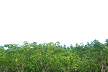 Top view tropical tree branches isolated on white background with clipping path