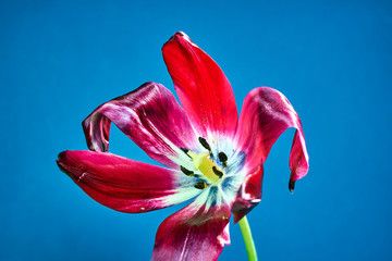 pistil and stamens of a beautiful red tulip flower.