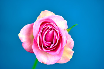 Beautiful blooming rose flower on blue background.