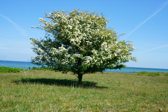 Bl&uuml;hender Baum auf einer Wiese vor dem Meer 