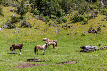 Naklejka na ściany i meble Horses at green pasture of Chilean Patagonia