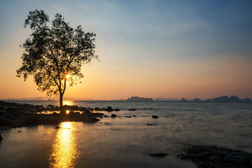 Standing tree and sea at sunset, Krabi