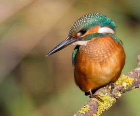 Common Kingfisher, Alcedo atthis. Close-up portrait of a bird in the morning sunlight. A bird sits on a branch near the river