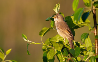 Common Whitethroat, Sylvia communis. The bird sits on the branches of a bush, lit by the rays of the evening sun and sings