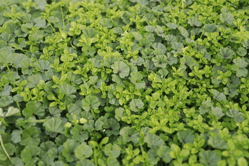 top view de palntas peque&ntilde;as verdes 