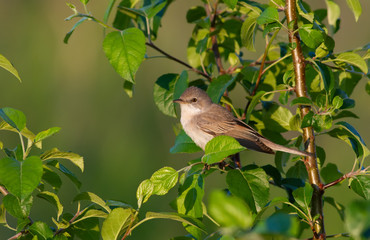 Common Whitethroat, Sylvia communis. The bird sits on the branches of a bush, lit by the rays of the evening sun.