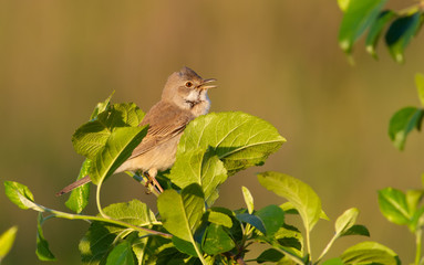 Common Whitethroat, Sylvia communis. The bird sits on the branches of a bush, lit by the rays of the evening sun and sings
