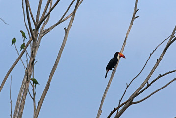 Toucan, typical bird of Brazilian fauna