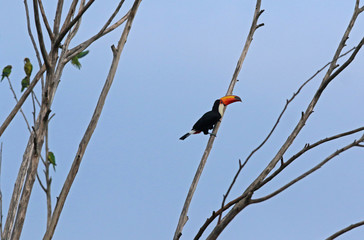 Toucan, typical bird of Brazilian fauna