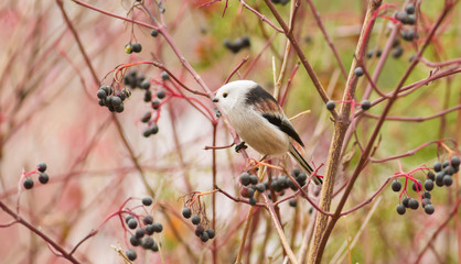Long-tailed Tit, Aegithalos caudatus. Autumn morning in the forest. Beautiful little bird sitting on a branch
