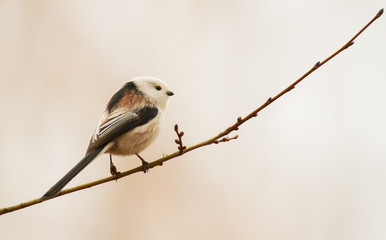 Long-tailed Tit, Aegithalos caudatus. Autumn morning in the forest. Beautiful little bird sitting on a branch