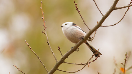 Long-tailed Tit, Aegithalos caudatus. Autumn morning in the forest. Beautiful little bird sitting on a branch