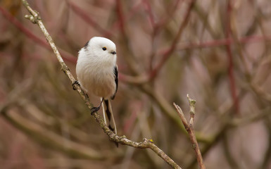 Long-tailed Tit, Aegithalos caudatus. Autumn morning in the forest. Beautiful little bird sitting on a branch