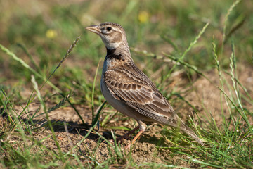 Calandra Lark, (Melanocorypha) bird in the natural habitat.