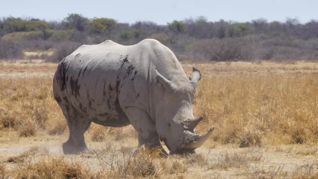 White Rhinoceros Bull Walking And  Grazing On The Field Under The Sunny Day In Khama Rhino Sanctuary In Botswana. - medium shot