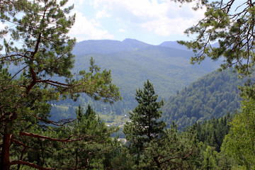 Fototapeta na wymiar Coniferous forests of the Carpathian mountains. Summer sunny day.