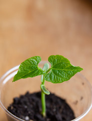 Sprout of pea which has two leaves.