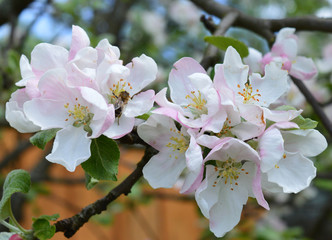 bright pink and white floral background of Apple blossom for decoration and decoration of postcards and fabrics