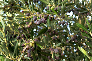 Ripening of olive trees ready for harvesting. Close-up of red olives on a tree branch