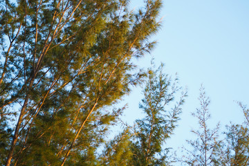 autumn leaves against blue sky