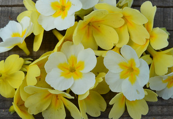 bright multi-colored flower background made of garden small primrose for decoration and decoration of postcards and fabrics