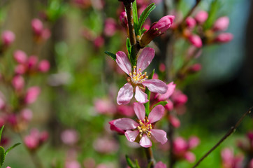 Spring blooming of pink barberry
