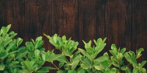 green leaves on wooden wall