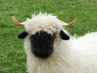 Naklejka premium The head of a black nose sheep. Walliser schwarznase sheep.