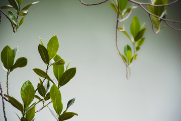 green leaves background