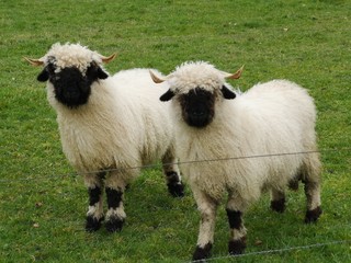 Two of white sheep with a black beak, nose and ears. Walliser schwarznase. Black nose sheep.