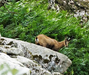 Close-up of a Chamois goat-antelope spotted climbing a rock in the Vosges