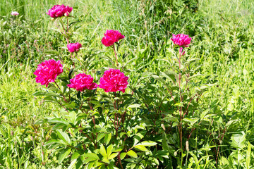 Pfingstrosen oîm Klostergarten, Luzern, Schweiz