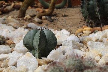 stones on the rocks