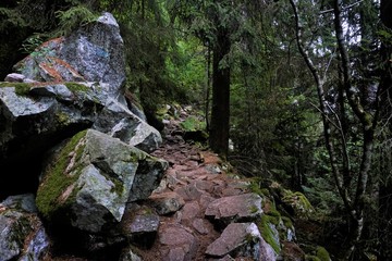 Typcial section of the Sentiers des Roches in the Vosges - obrazy, fototapety, plakaty