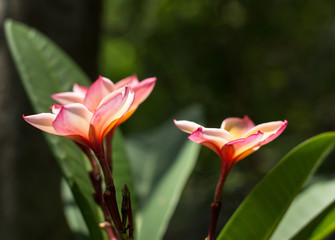 Plumeria flower or Lilawadee Flower