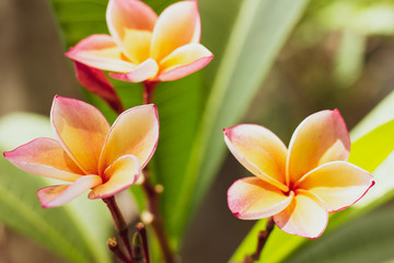 Obraz premium Plumeria flower or Lilawadee Flower