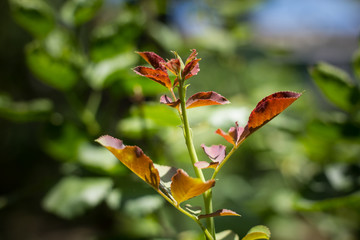 Dark Young leaf of  rose flower