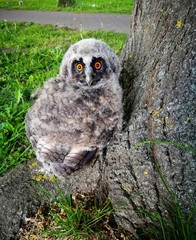 Waldohreule Jungtier Baby am Baumstamm sitzend, Asio otus