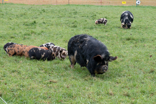 a group of kunekune piglets 