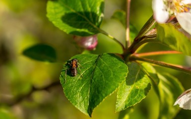 Mrówka makro na liściu zielonym © Piotr