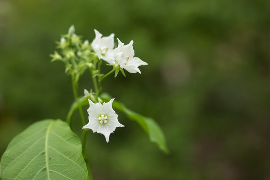 Smallwhite flower name is Vallaris glabra