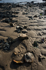 detail of beach shoreline with sand, seaweed, shells and waters edge