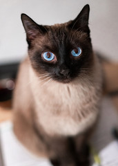 siamese cat close up