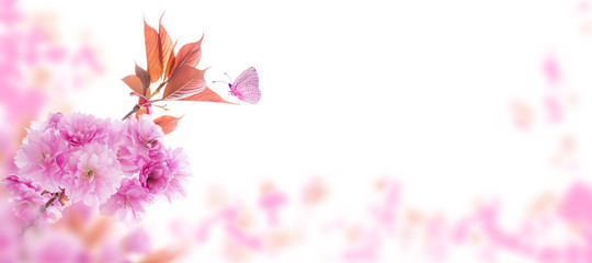 Obraz na płótnie Canvas Sakura tree branch and butterfly spring horizontal background